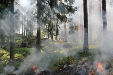 immagine di bosco di abeti in fiamme con cortina di fumo.